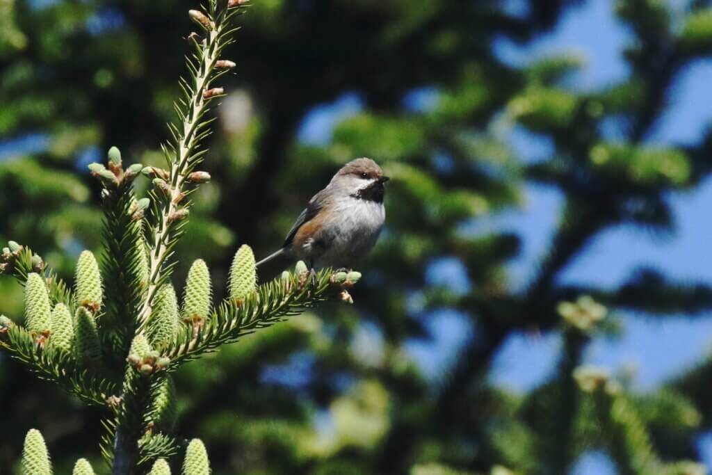 Boreal Chickadee