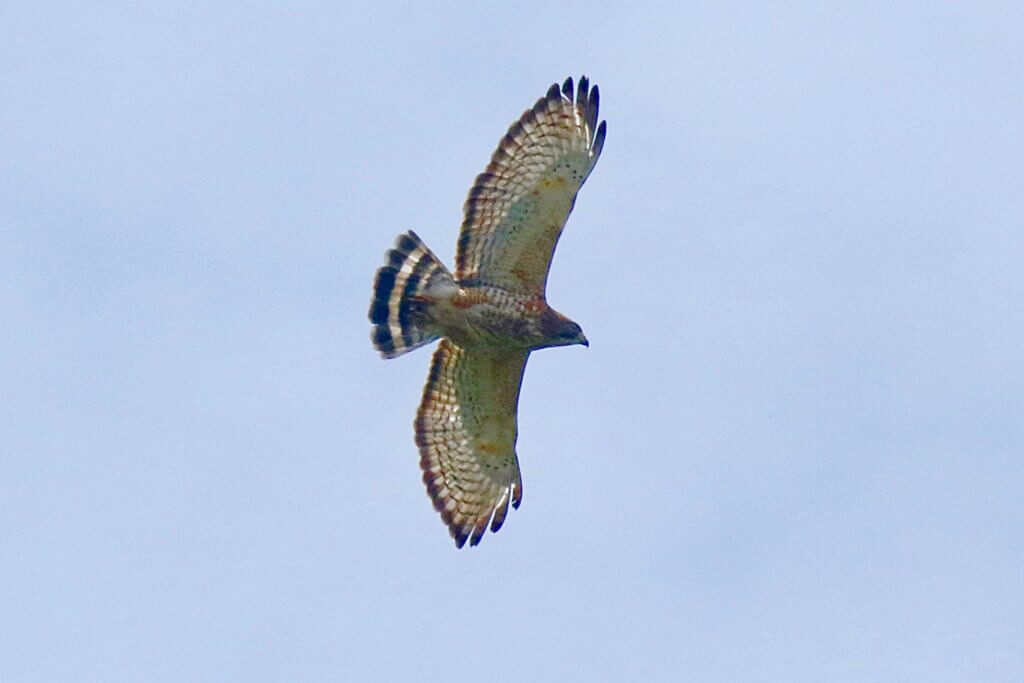 Broad Winged Hawk