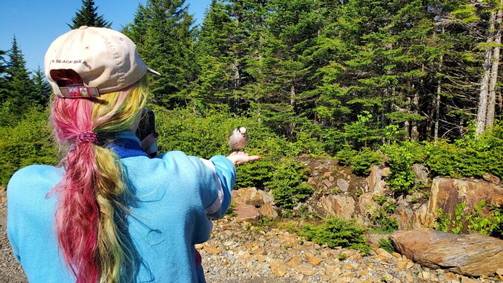 Canada Jay