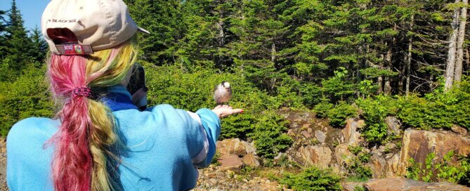 Canada Jay