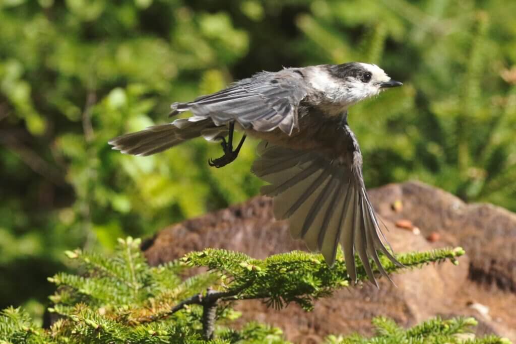 Canada Jay