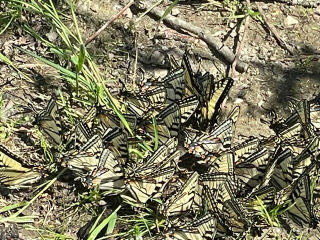 Canadian Tiger Swallowtail Butterflies