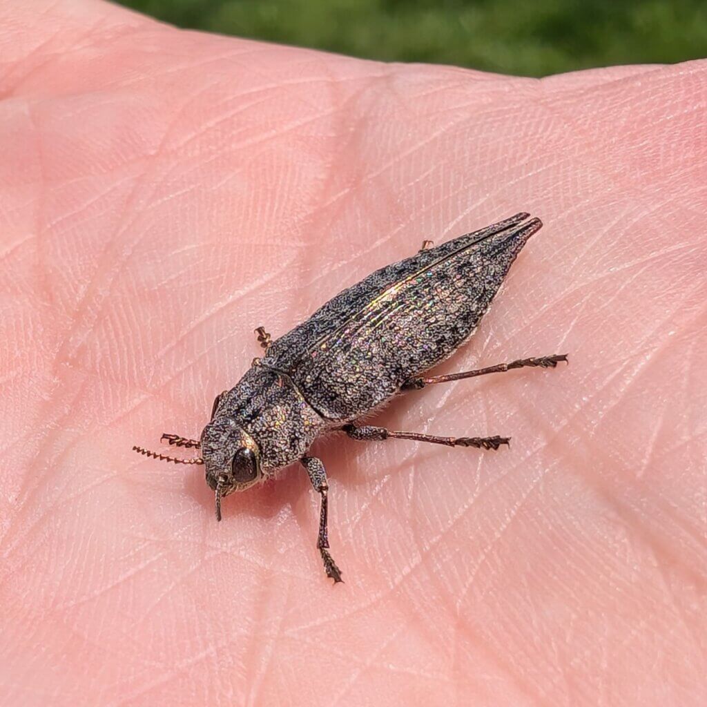 Flat headed Borer Beetle