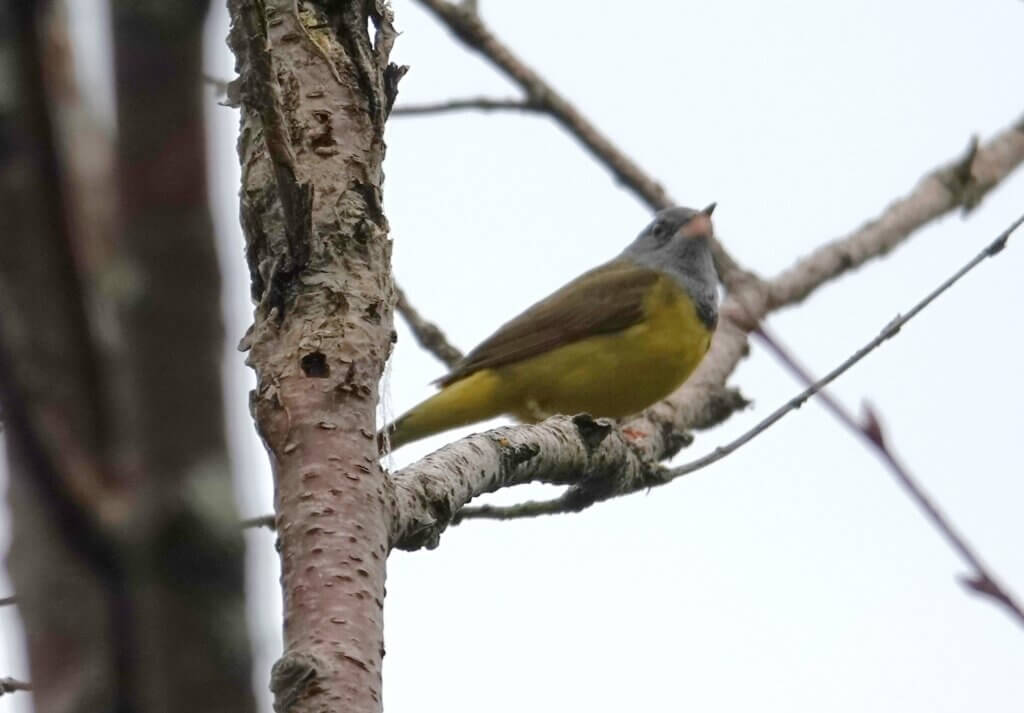Mourning Warbler