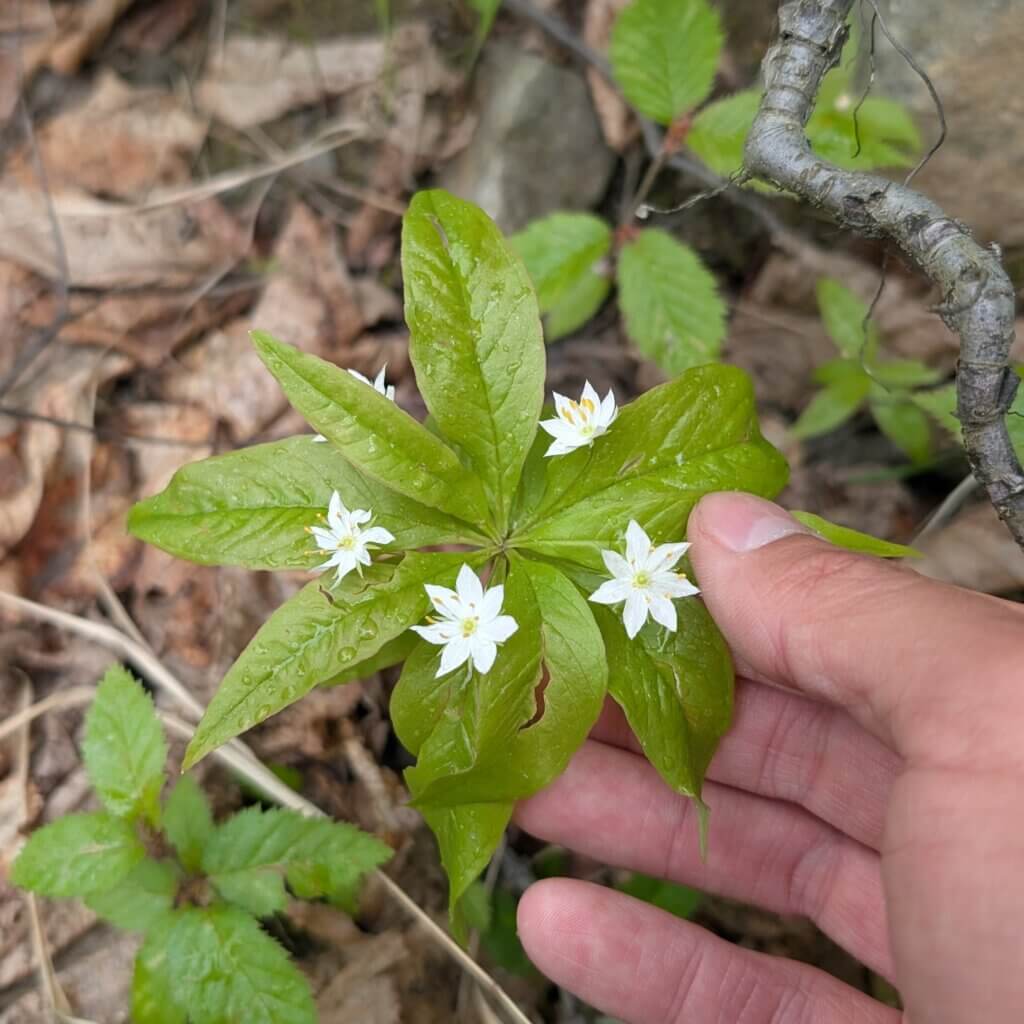Northern Star Flower