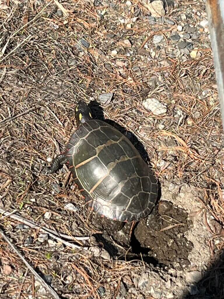 Painted Turtle Laying Eggs
