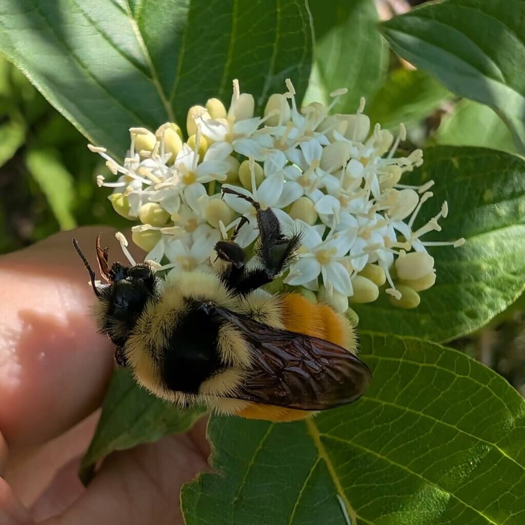 Tricolored Bumblebee