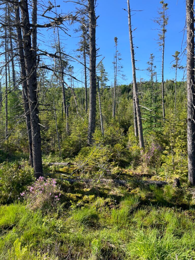 Lake Umbagog Bog