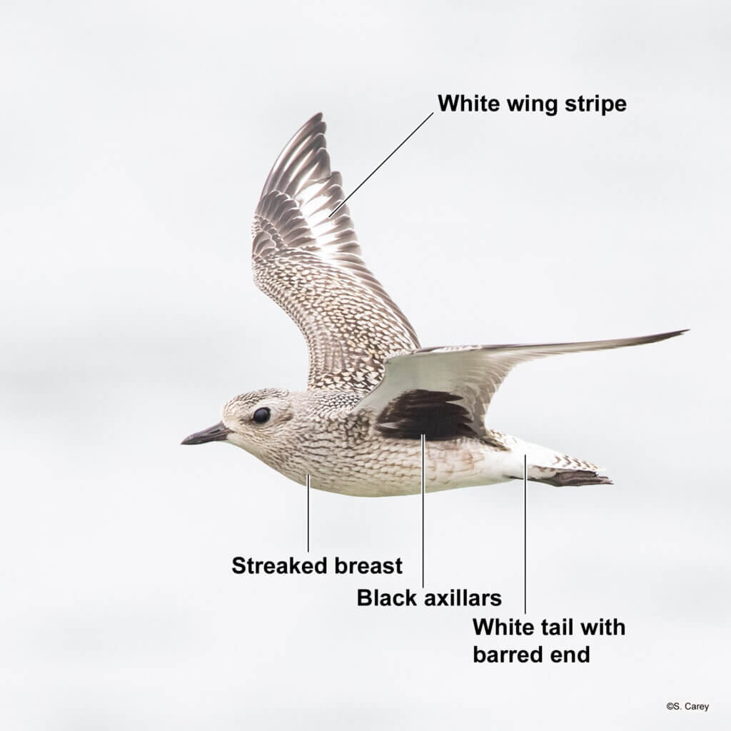 Black Bellied Plover in Flight
