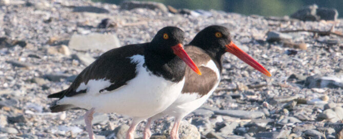 American Oystercatchers