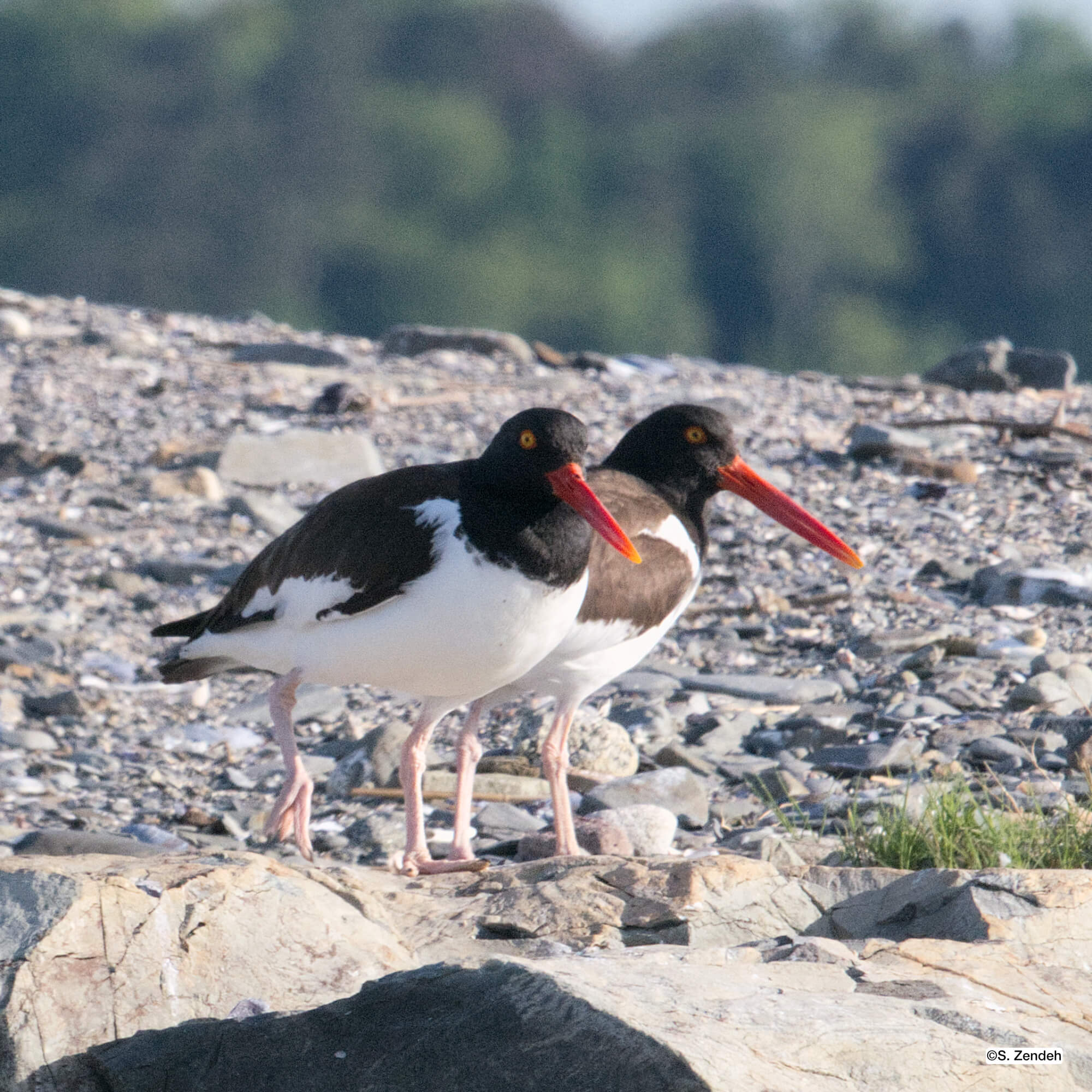 American Oystercatchers