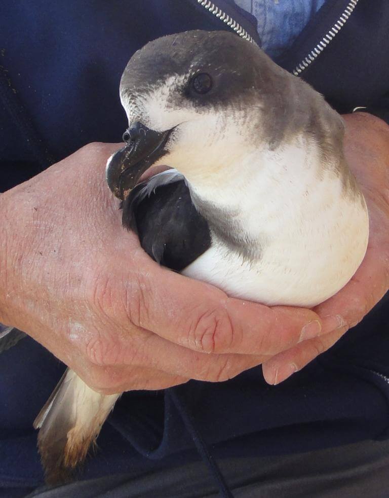 Cahow (Bermuda Petrel)