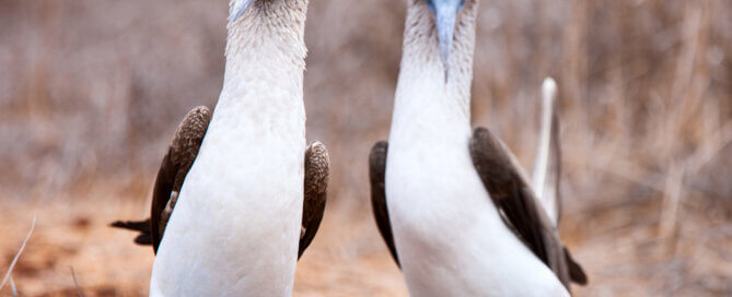 Blue-footed Boobies Dancing