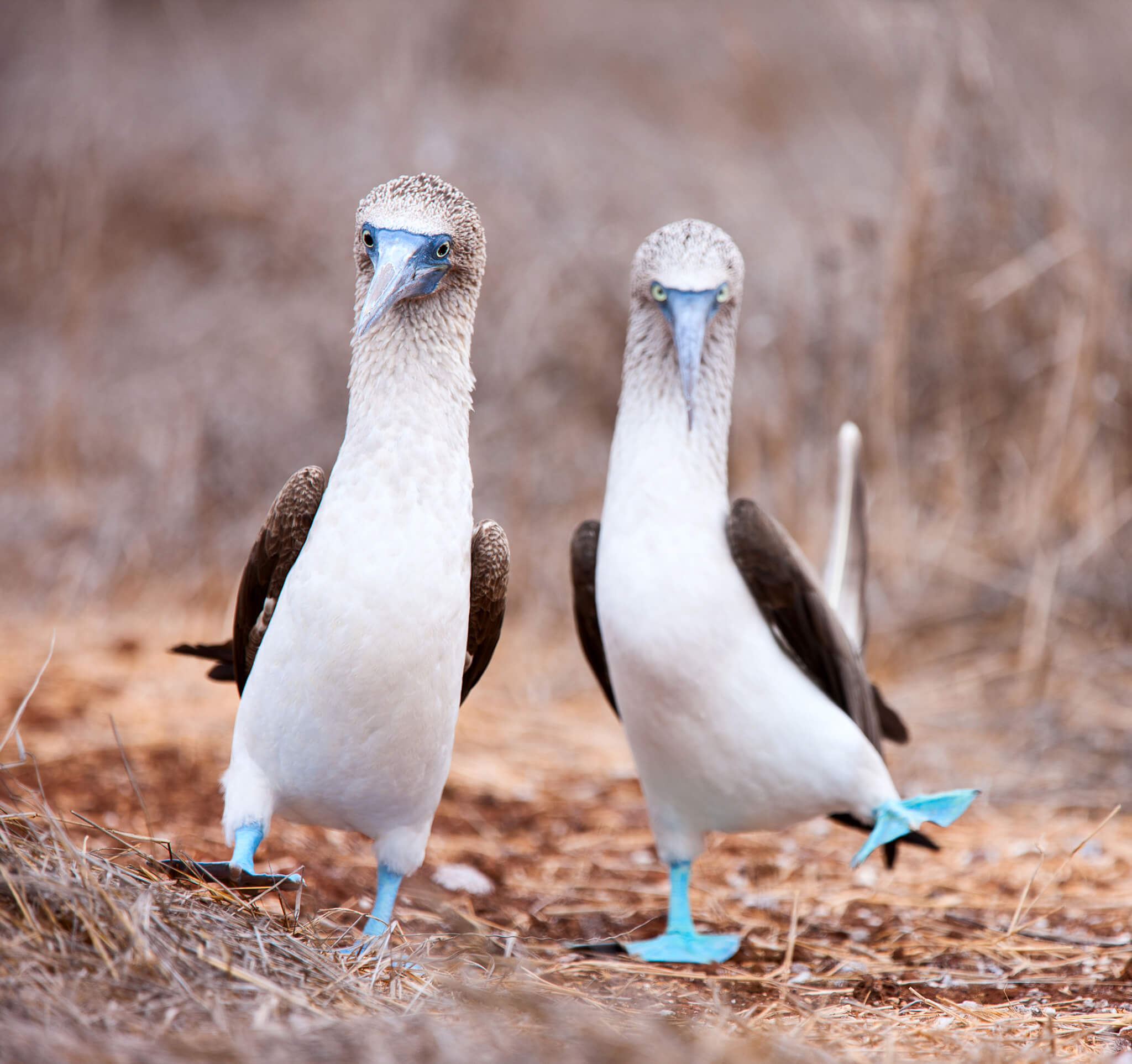 Blue-footed Boobies Dancing