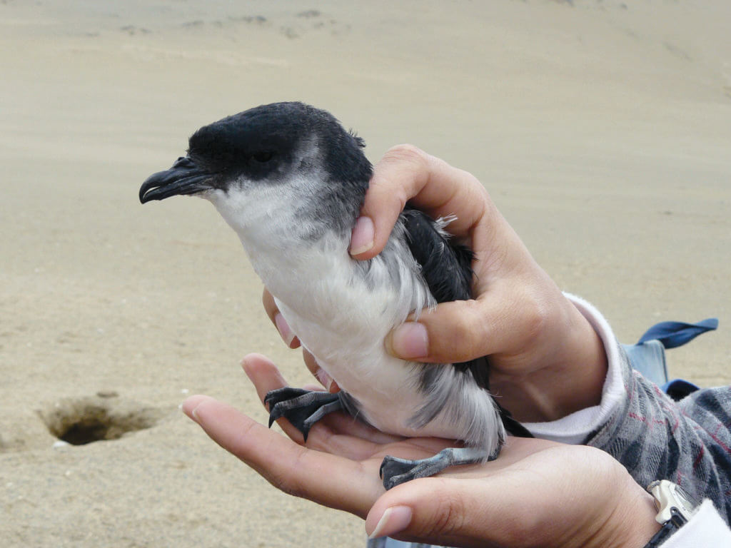 Peruvian Diving Petrel