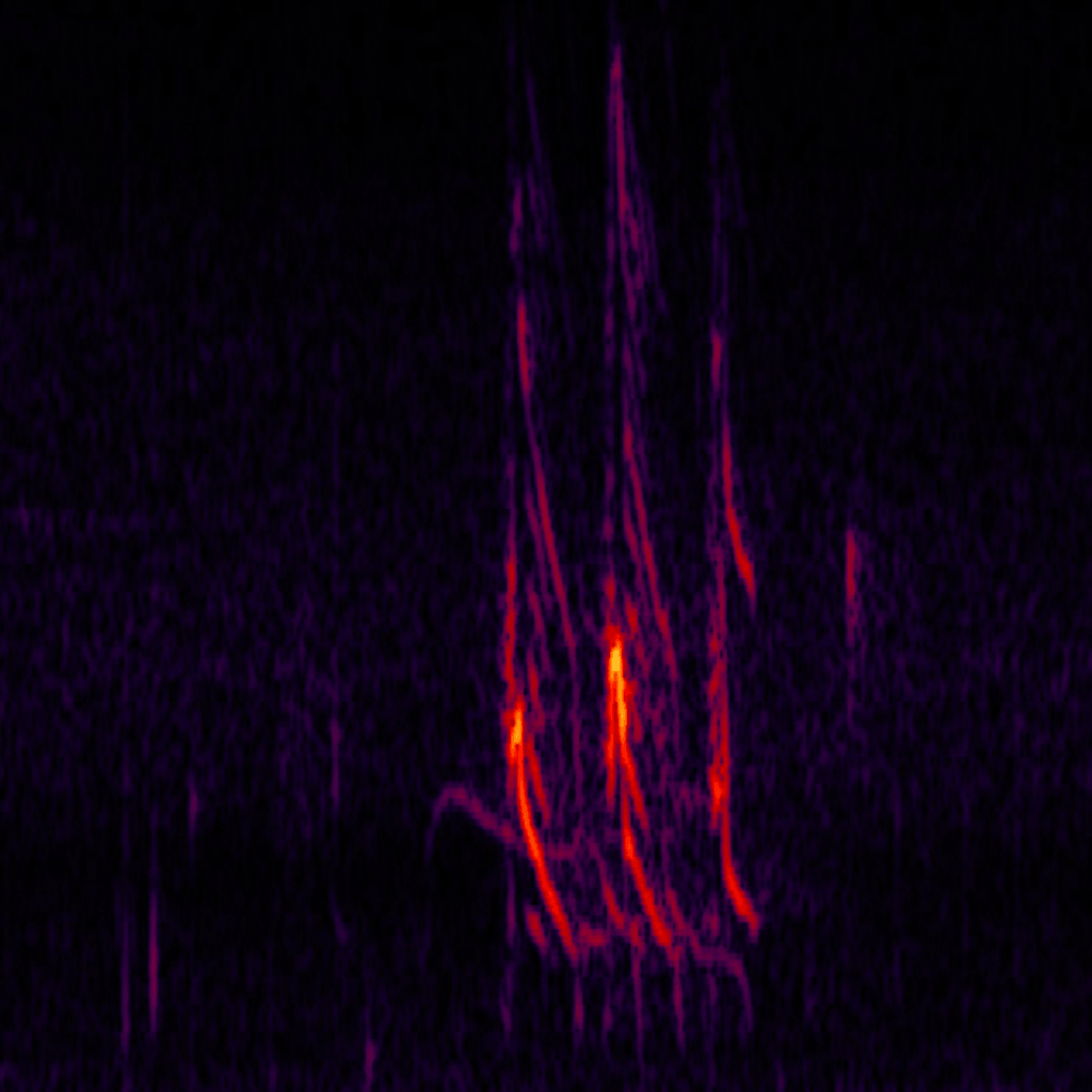 Short-billed dowitcher spectrogram