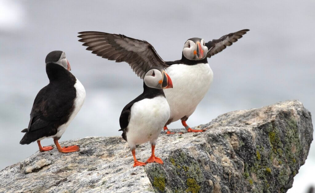 Atlantic puffin trio