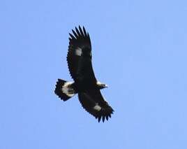 Golden Eagle