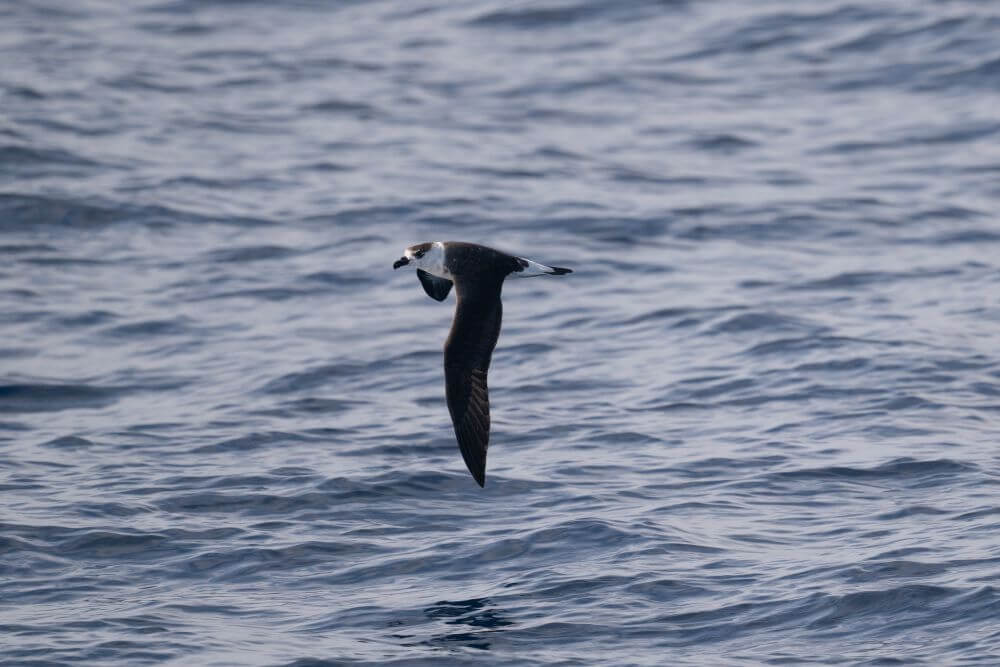 Black Capped Petrel