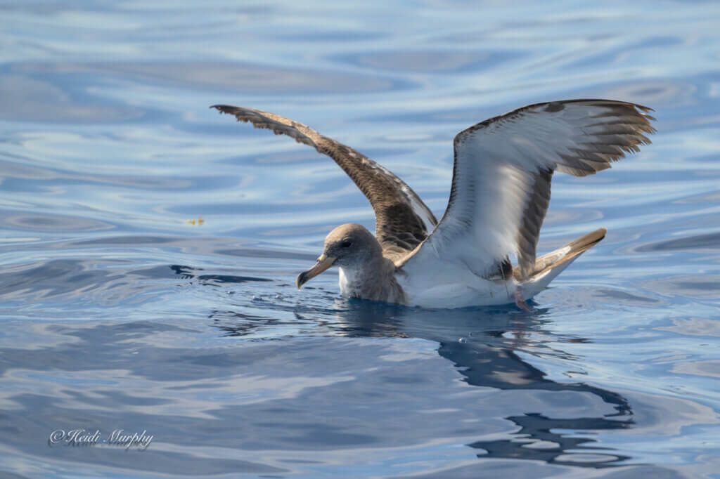 Corys Shearwater