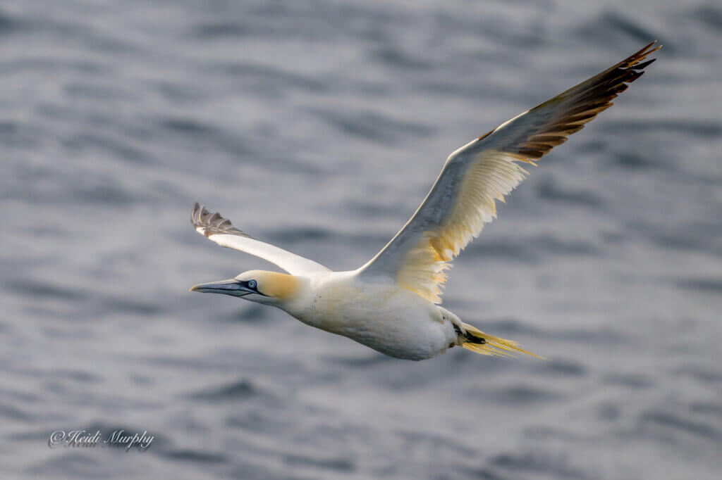 Gannet in Flight