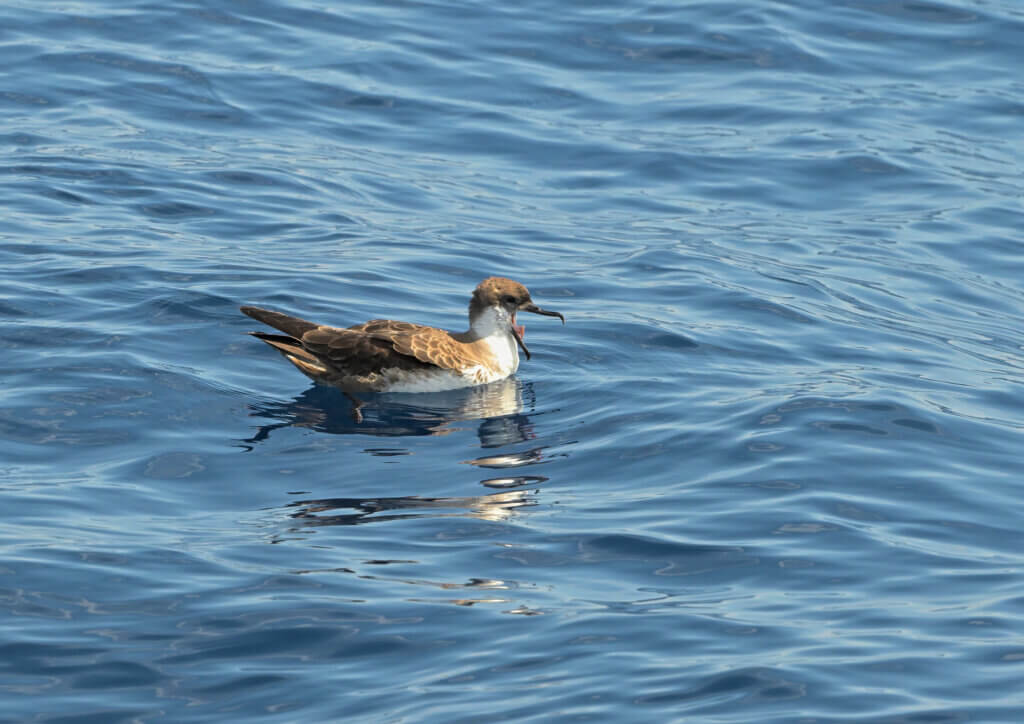 Great Shearwater