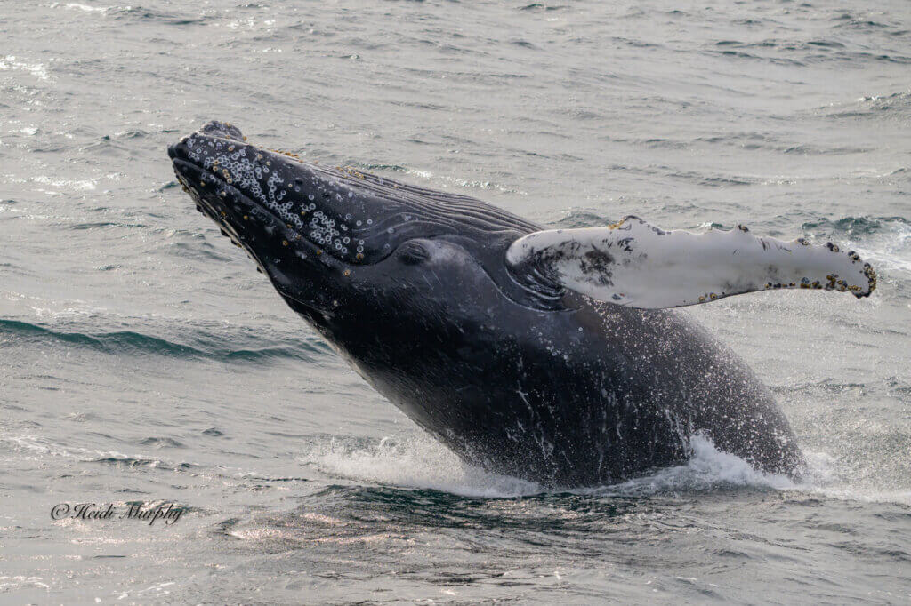 Humpback Whale Leaping from Water