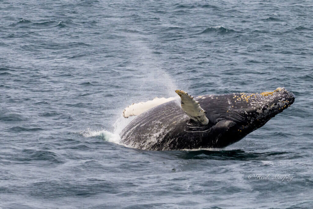 Humpback Whale from Hydrographer Canyon Overnight Pelagic
