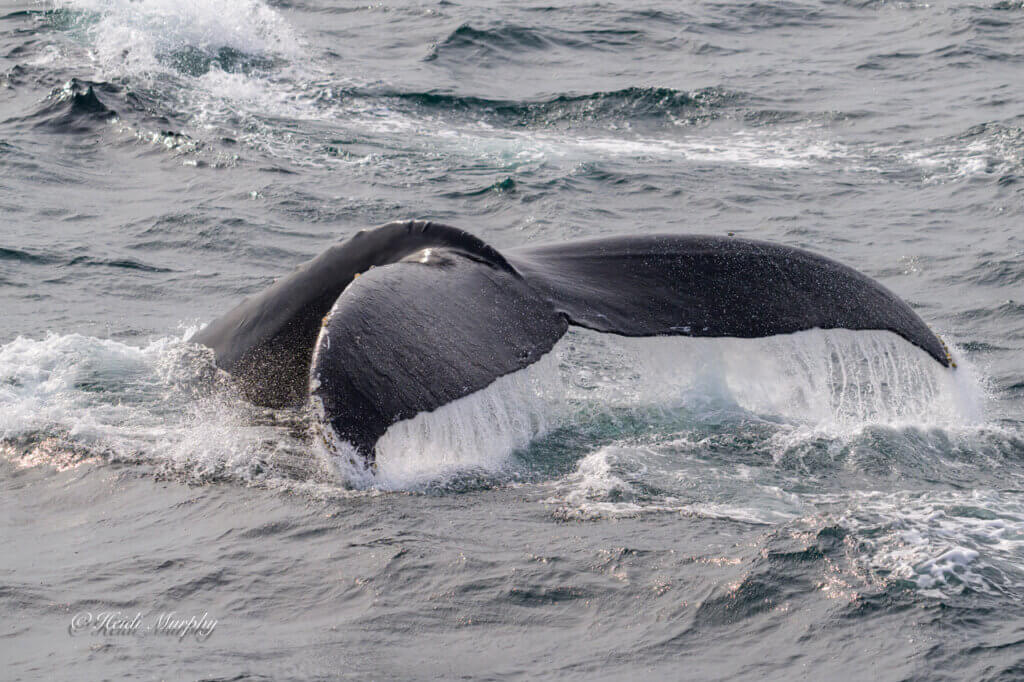 Humpback Whale from Hydrographer Canyon Overnight Pelagic
