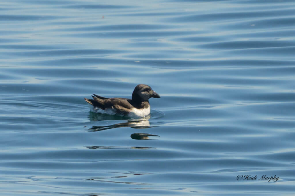 Immature Puffin