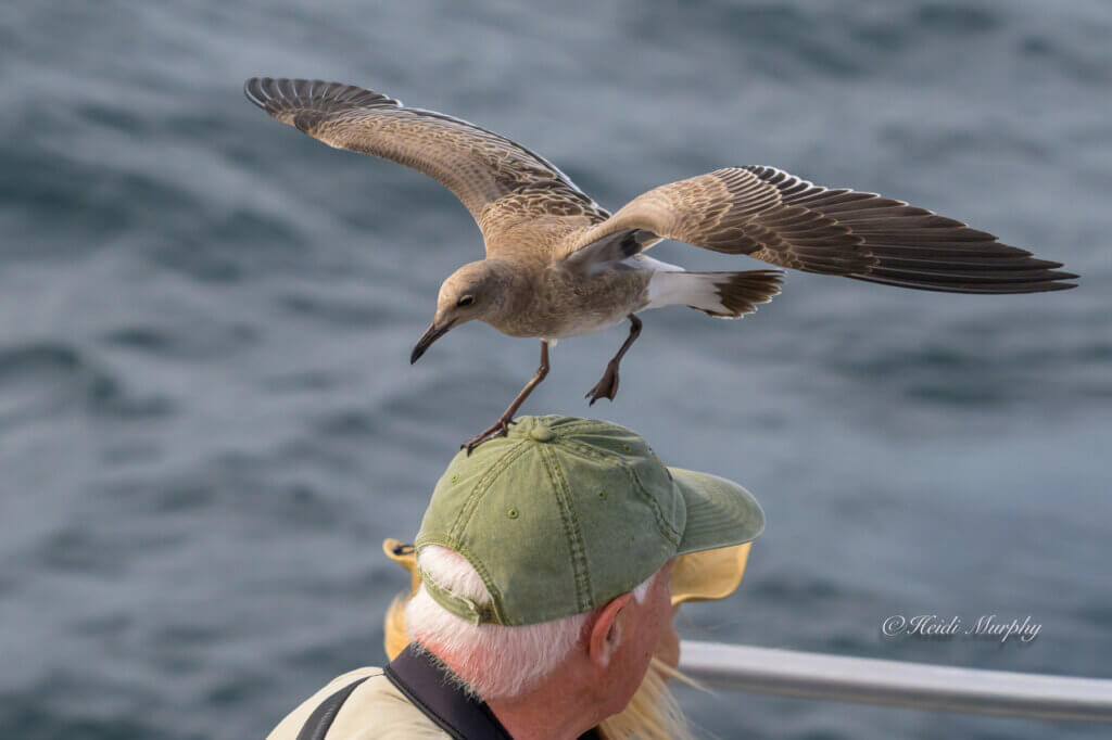 Laughing Gull Tapping Man on Head