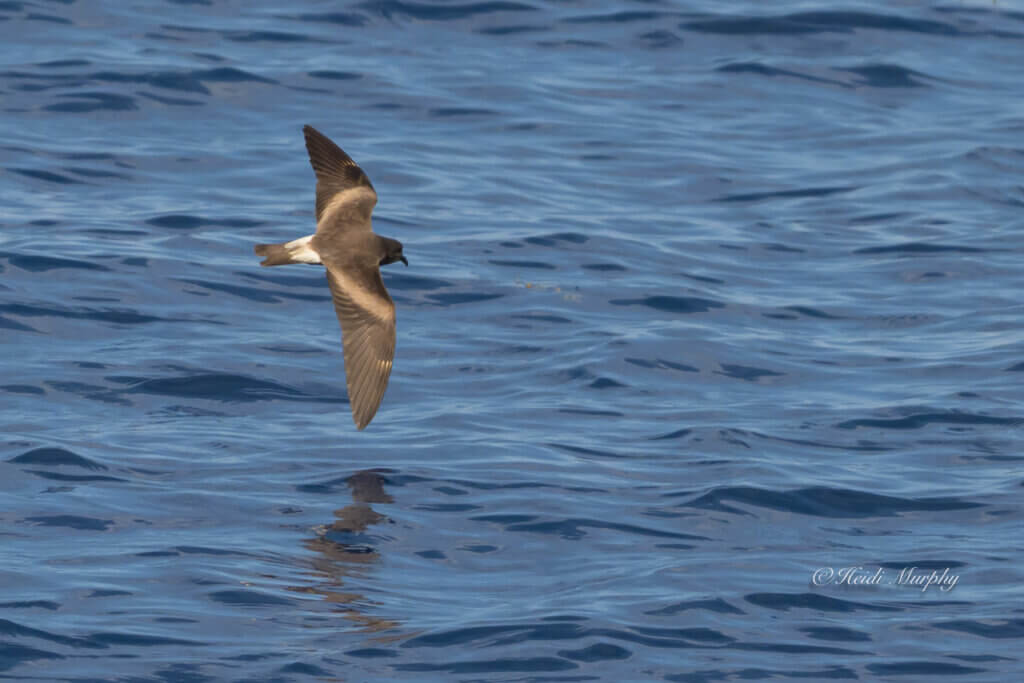 Leach's Storm Petrel