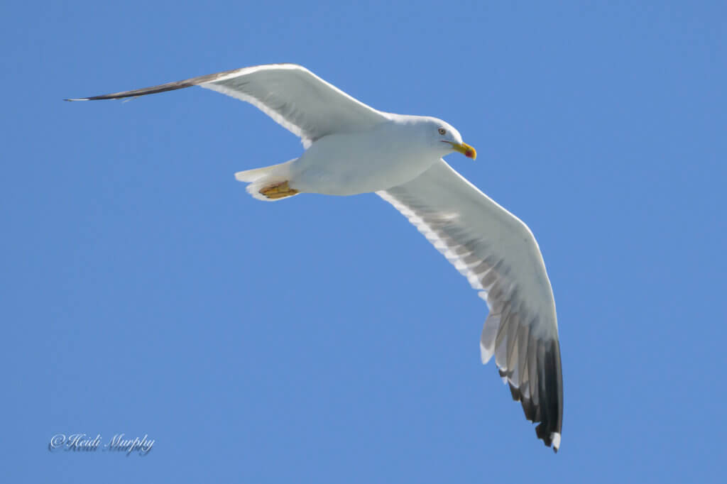 Lesser Black Backed Gull