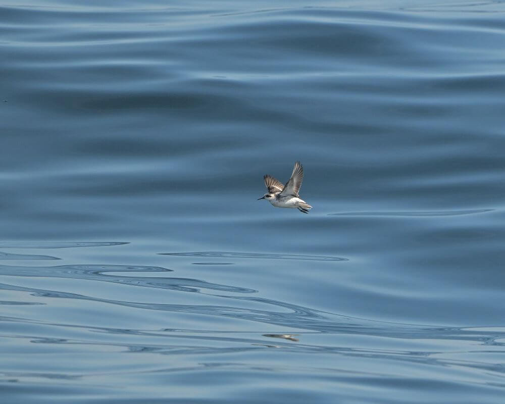 Red Necked Phalarope