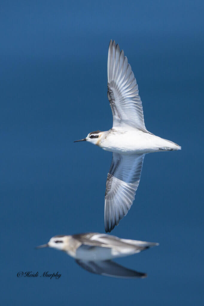 Red Necked Phalarope