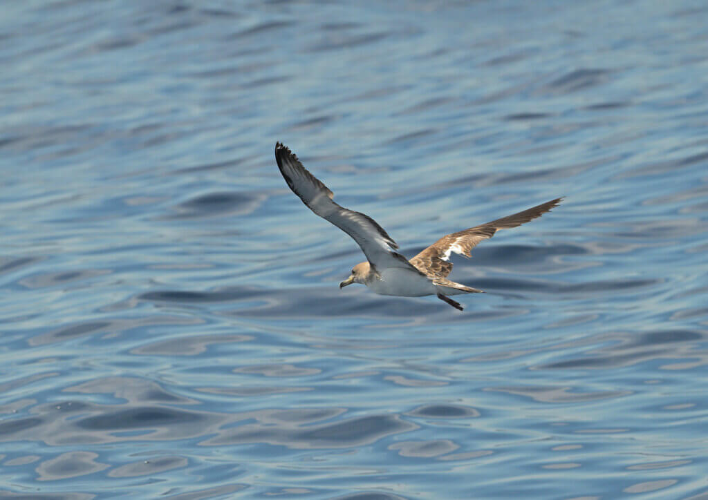 Scopoli's Shearwater