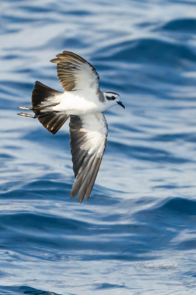 White Faced Storm Petrel