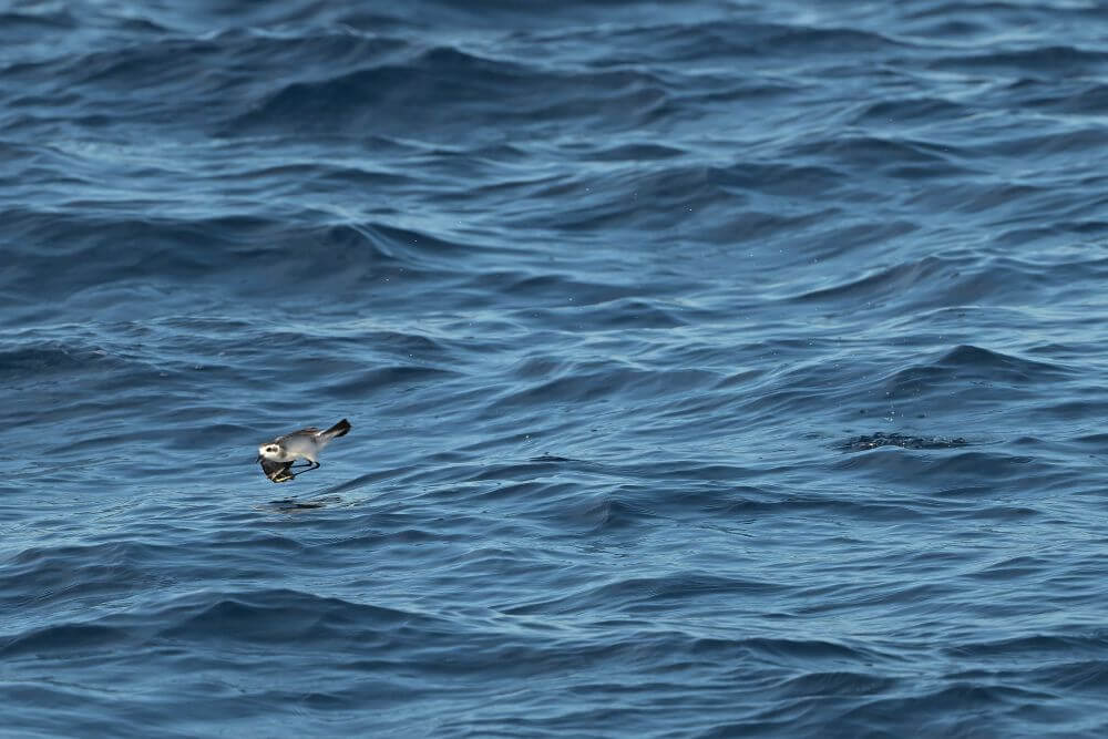 White Faced Storm Petrel
