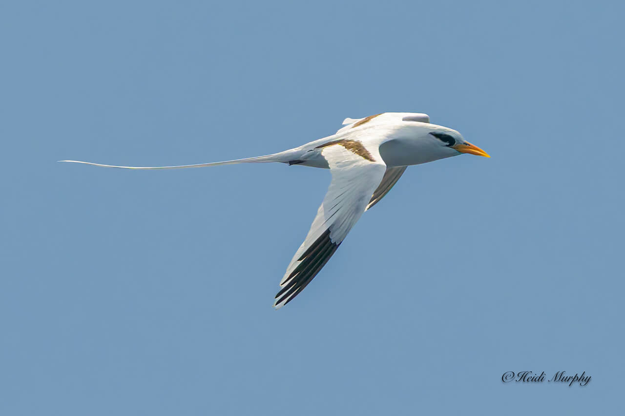 White Tailed Tropicbird