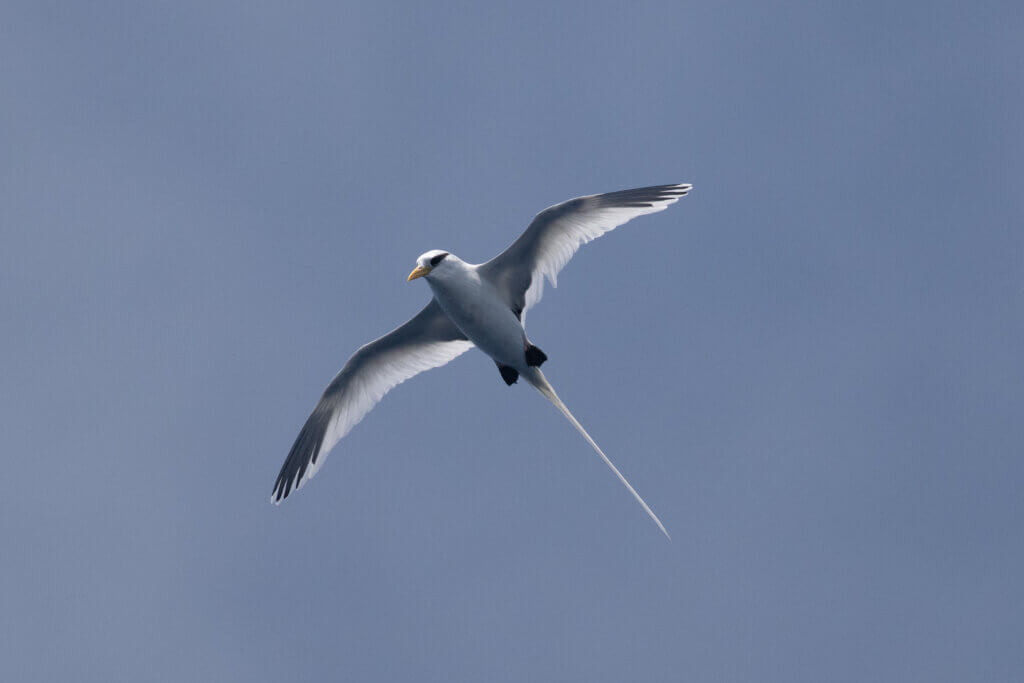 White Tailed Tropicbird