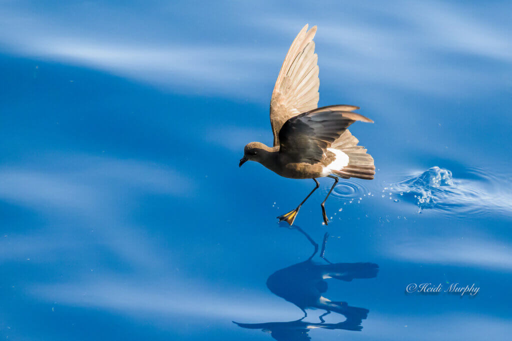 Wilsons Storm Petrel