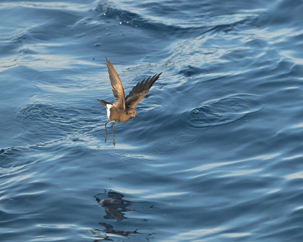 Wilson's Storm-Petrel