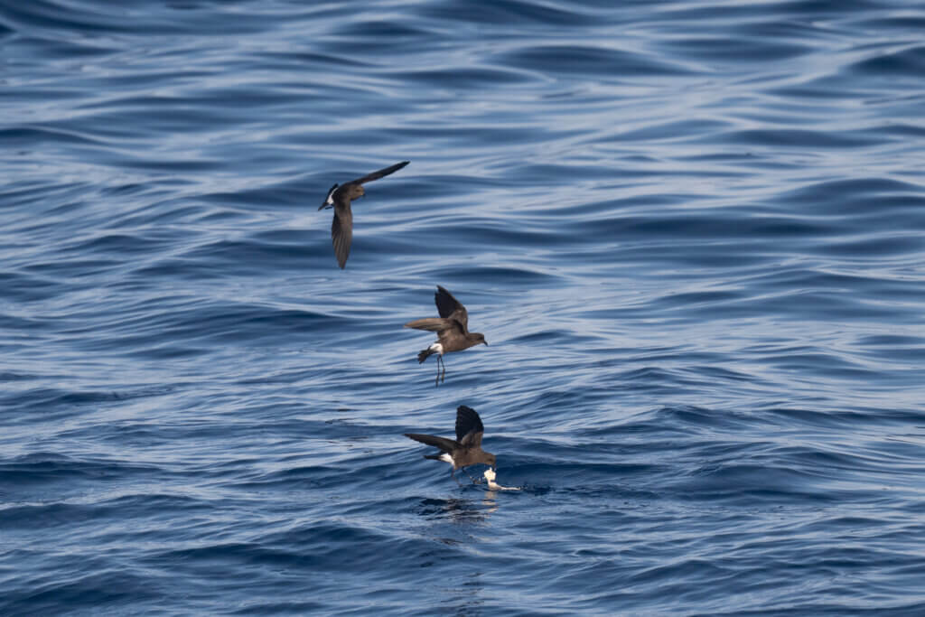 Wilson's Storm Petrels