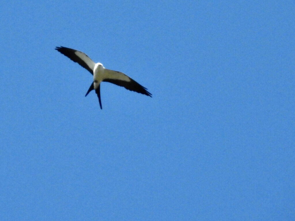 Adult Swallow-tailed Kite