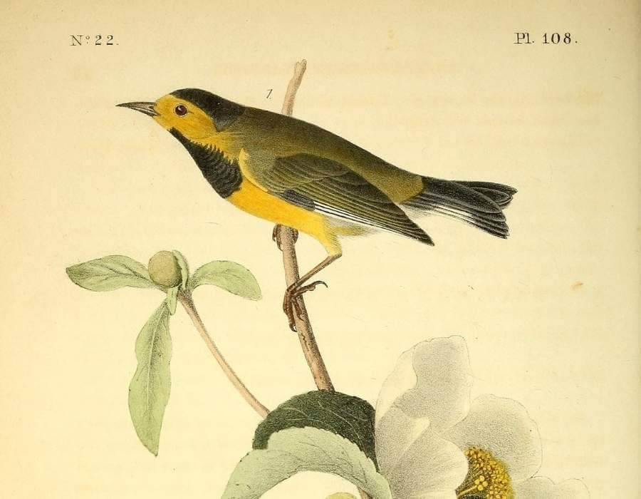 Bachman's Warbler