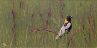 Bobolink Painting by Judith Robichaud