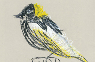 Bobolink Postcard by Rena Sokolow