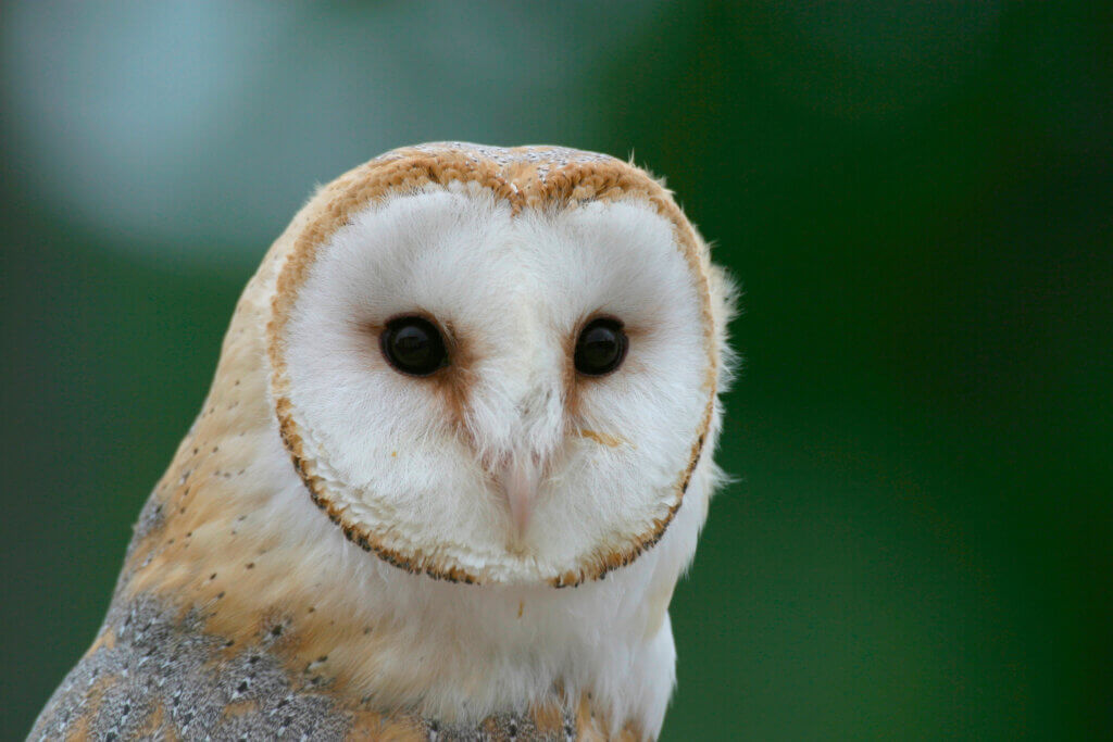 Adult Barn Owl
