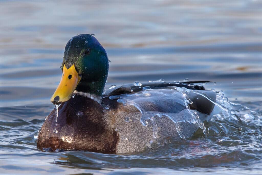 Male Mallard with water running off its back while having a bath