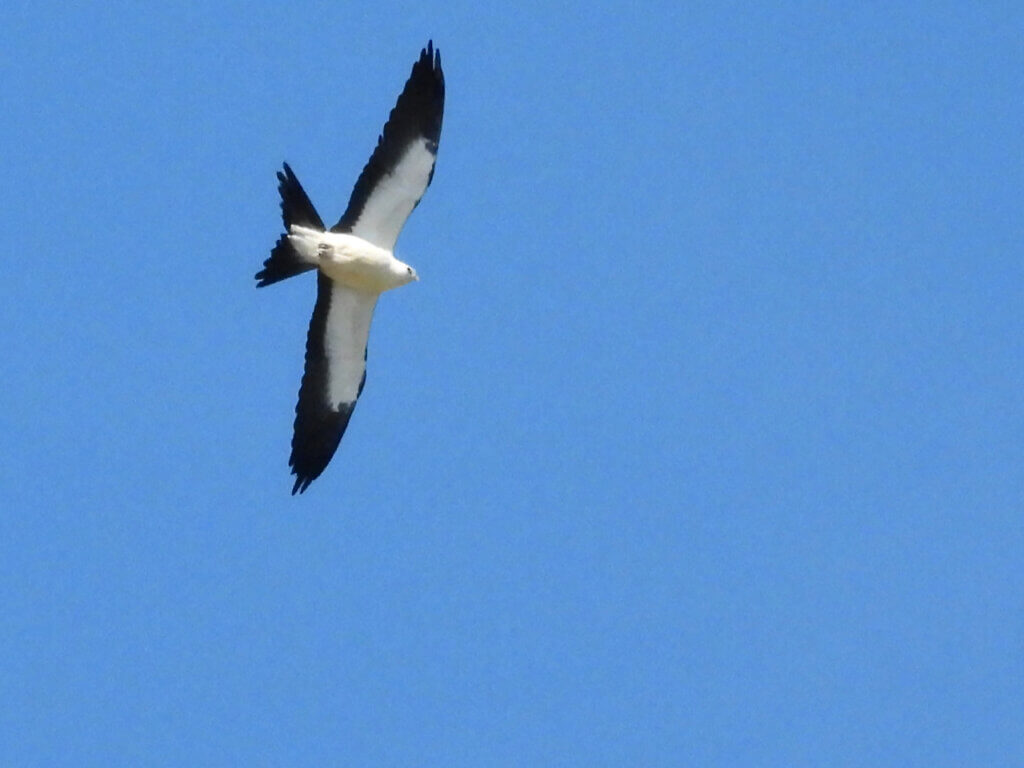 Juvenile Swallow-tailed Kite